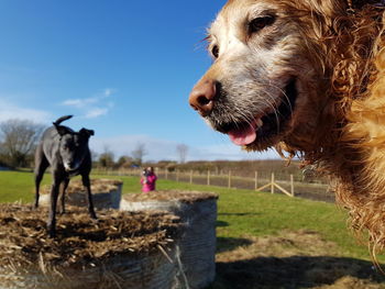 Close-up of dog against sky