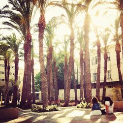 Palm trees in park