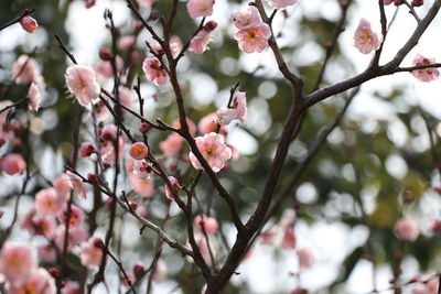 Close-up of pink flowers on branch