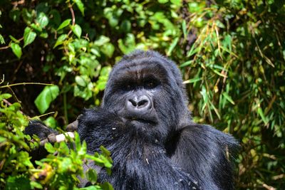 Silverback mountain gorilla