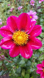 Close-up of pink flower blooming outdoors