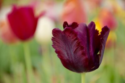 Close-up of red flowering plant