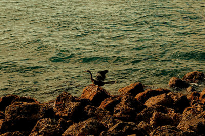 High angle view of bird perching on rock by sea