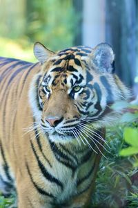 animal