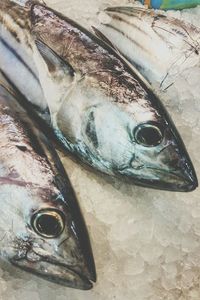 Close-up of fish in market