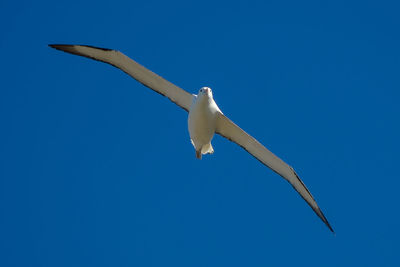 Low angle view of seagull flying against blue sky
