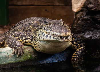 Close-up of an alligator on rock at zoo