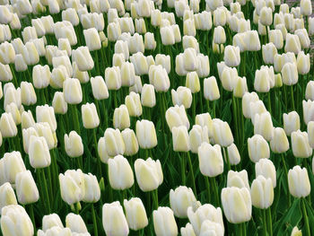 Full frame shot of white tulips