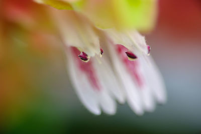 Close-up of purple flower