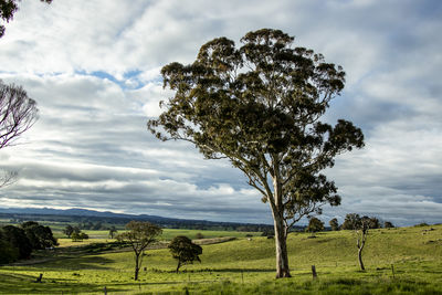 Trees on field against sky