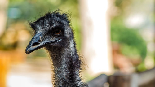 Close-up of a bird looking away