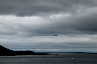 Bird flying over sea against sky