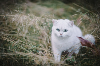 Portrait of white cat on grass