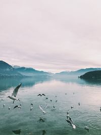 Seagulls over lake against sky