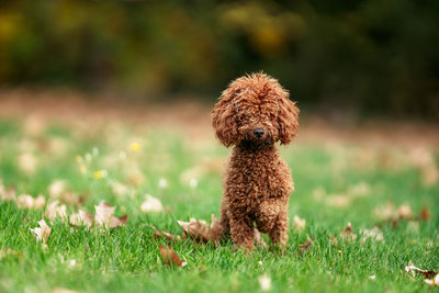 Portrait of dog on field