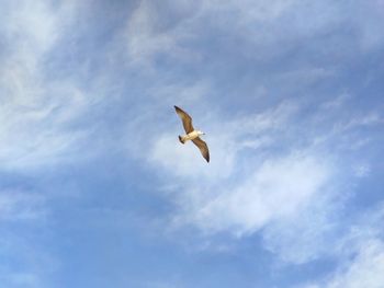 Low angle view of seagull flying against sky