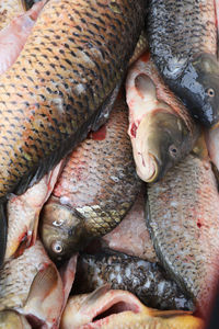 High angle view of fish for sale in market