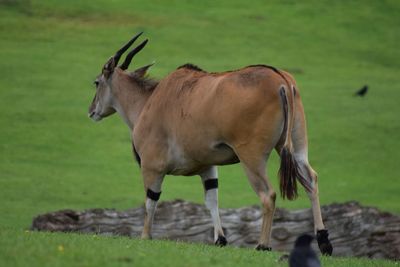 Horse standing on field