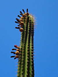 Low angle view of succulent plant against clear blue sky