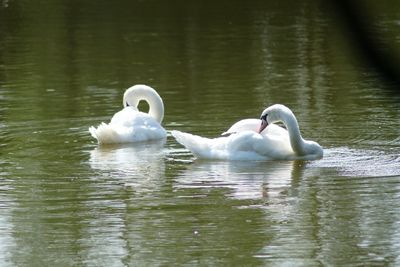 Bird flying over lake