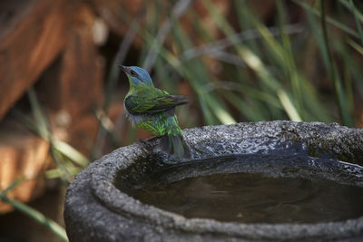 Close-up of bird perching on rock