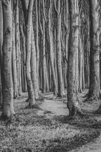 Trees in forest