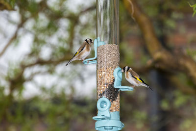 Close-up of bird perching on feeder