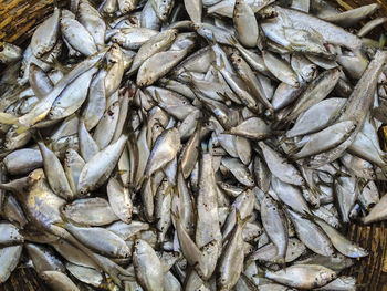 Full frame shot of fish for sale in market