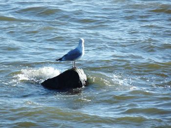 Bird perching on shore