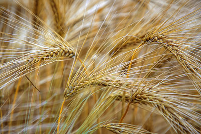 Sunny wheat closes up. golden ripe ears on a sunny morning. soft light nature banner