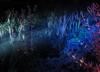 Illuminated plants in forest at night