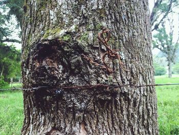 Close-up of insect on tree trunk