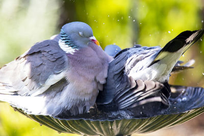 Close-up of pigeons perching