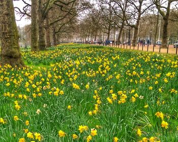 Yellow flowers growing in park