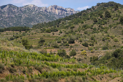 Priorat wine region during spring in tarragona spain