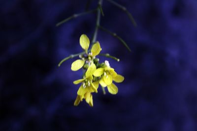 Close-up of plant