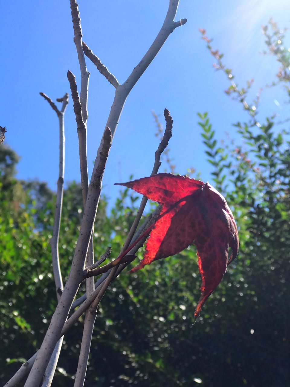 LOW ANGLE VIEW OF MULTI COLORED TREE