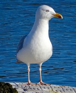 Close-up of seagull perching on sea shore