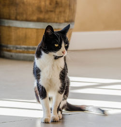 Close-up of cat sitting at home