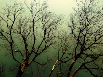 Low angle view of silhouette bare trees against clear sky