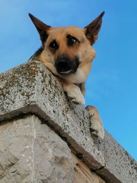 Portrait of dog against blue sky