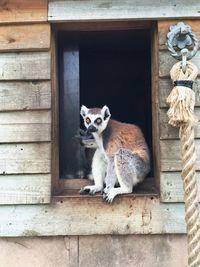 Lemurs on window at zoo