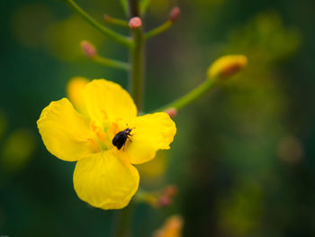 Close-up of bee on yellow flower