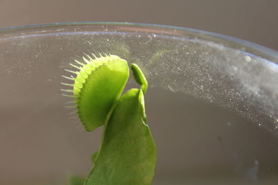 Close-up of green leaf on plant