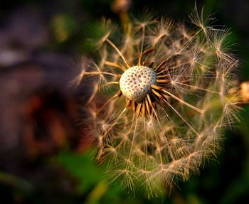 Close-up of wilted dandelion
