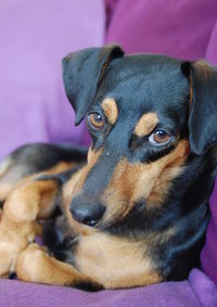 Close-up of dog resting
