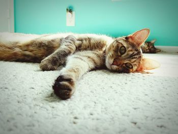 Close-up of cat relaxing on floor