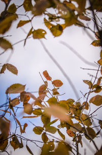 Close-up of flowering plant against trees