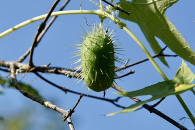 Low angle view of plant against sky