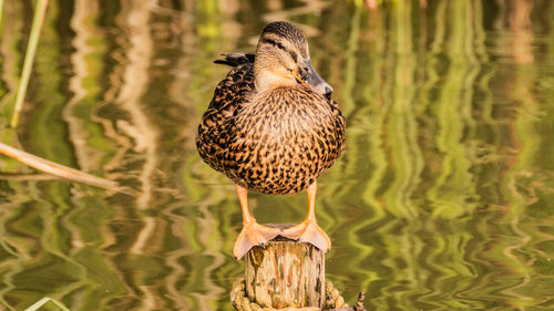 Mallard duck on lake pond hen low level close up view standing on log showing web feet